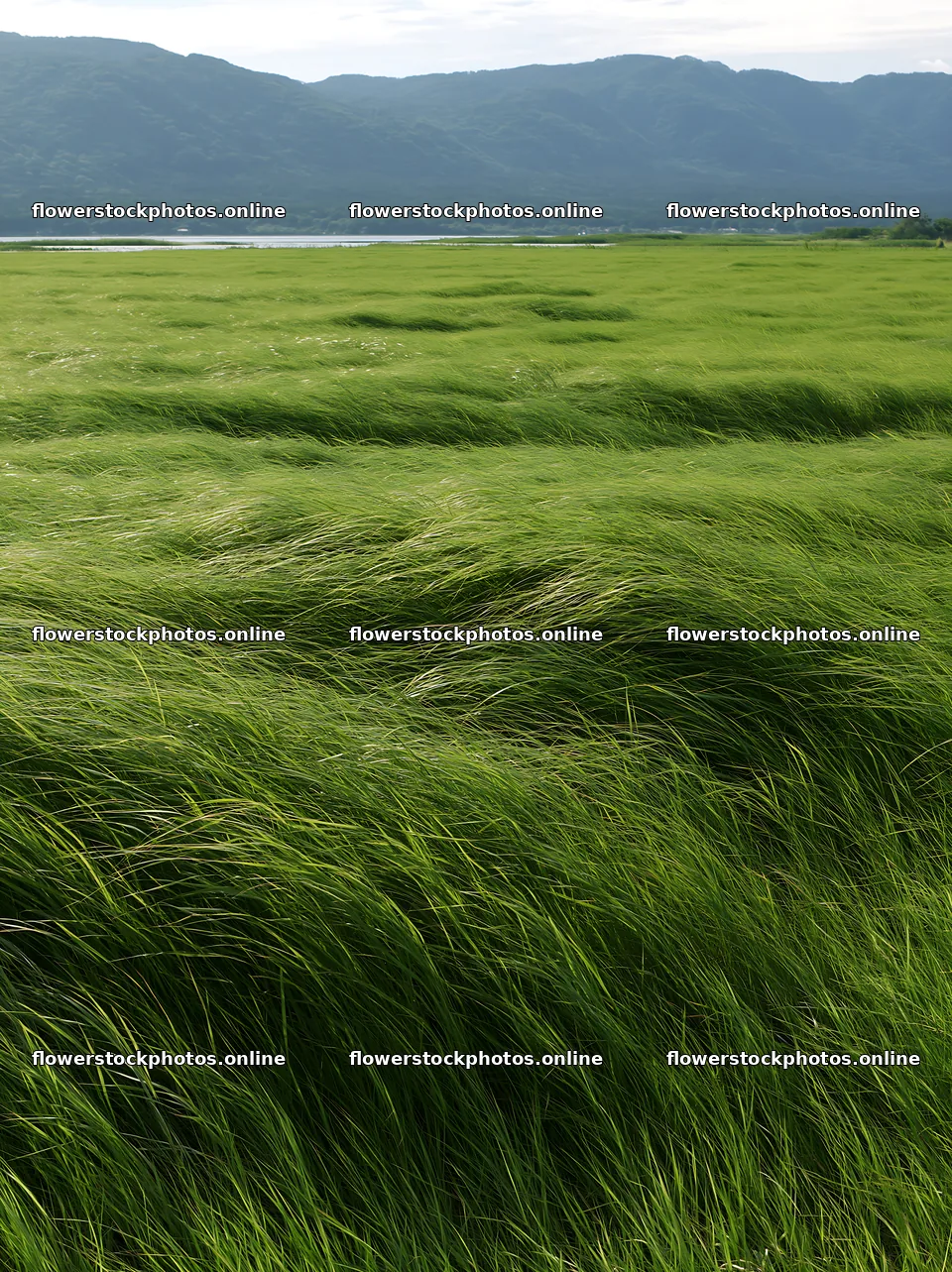 Shiga wetland meadow climate adaptation reeds sway in the wind – flower stock photos 6866x9174