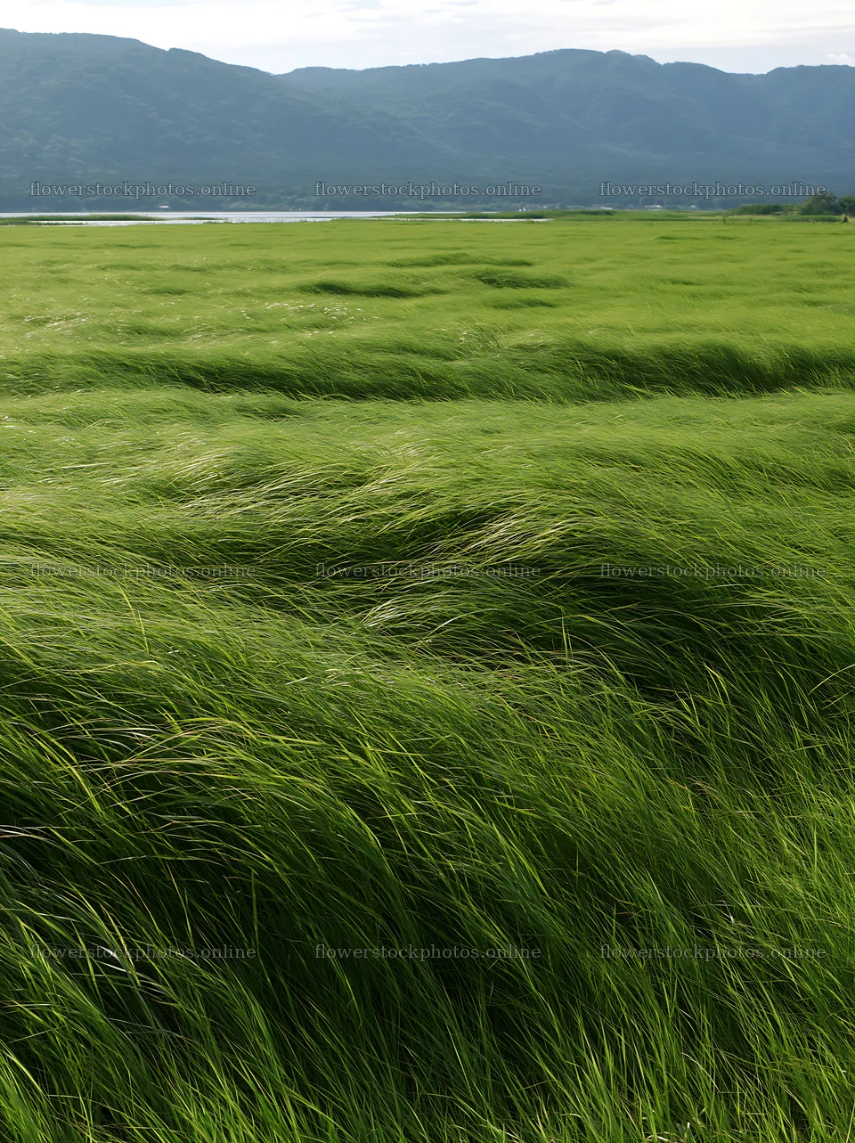 Shiga wetland meadow climate adaptation reeds sway in the wind – flower stock photos 6866x9174