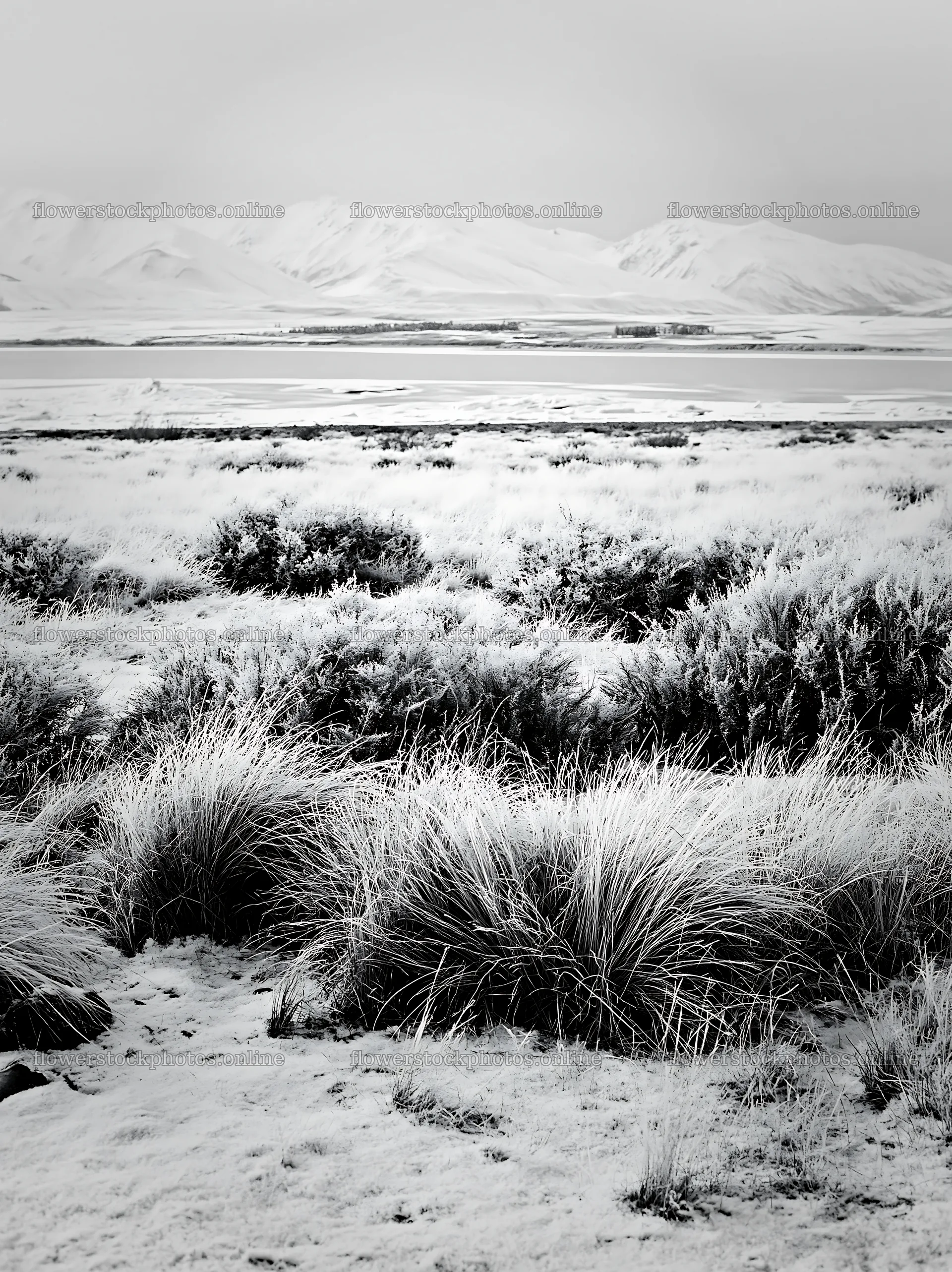 Meadow with snow and alps near Lake Tekapo – flower stock photos 6866x9174