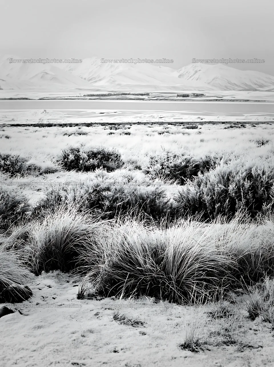 Meadow with snow and alps near Lake Tekapo – flower stock photos 6866x9174
