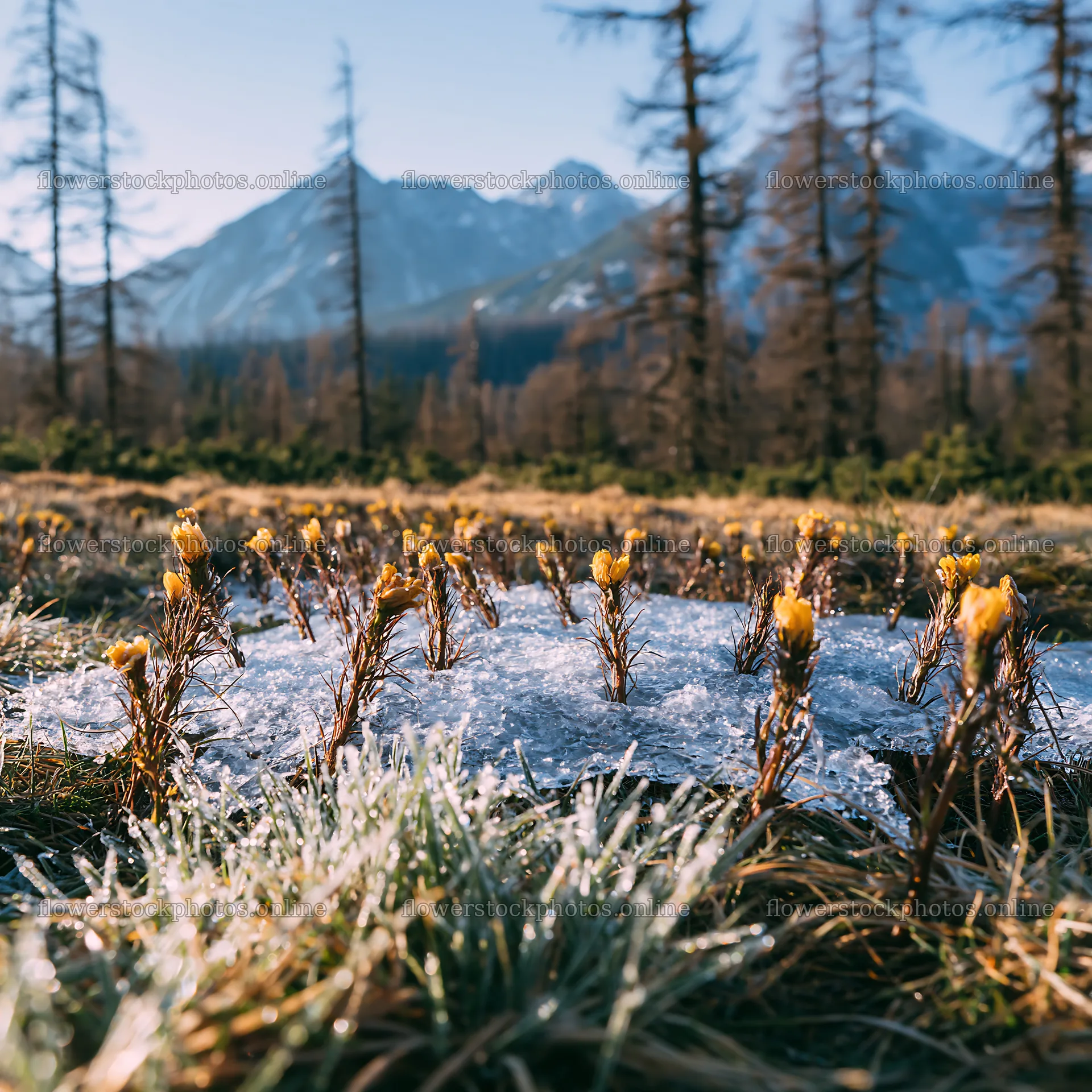 Snowmelt reveals flowers in Tatra mountains meadow during spring – flower stock photos 7938x7938