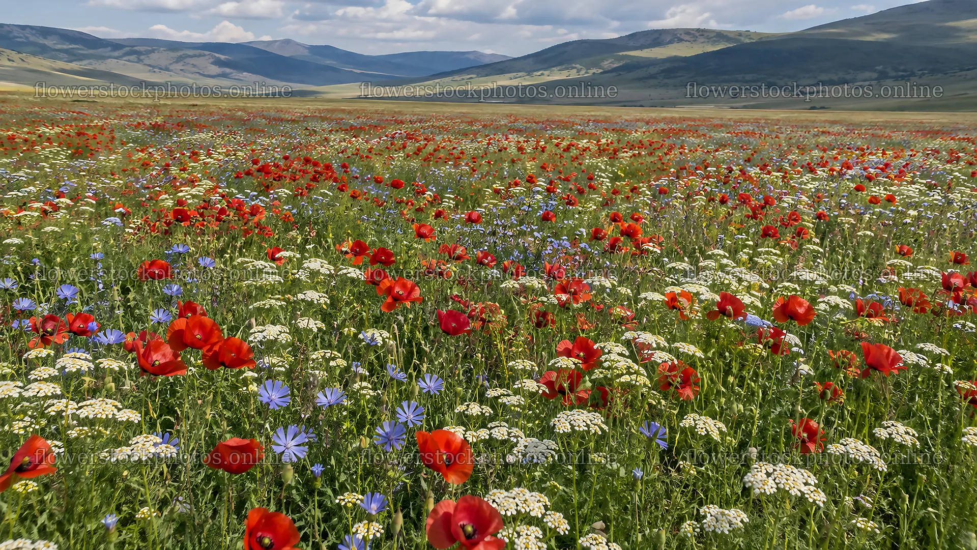 Colorful Wildflowers Across a Mountain Meadow – flower stock photos 10324x5812