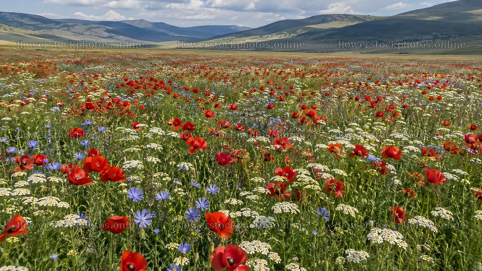 Colorful Wildflowers Across a Mountain Meadow – flower stock photos 10324x5812