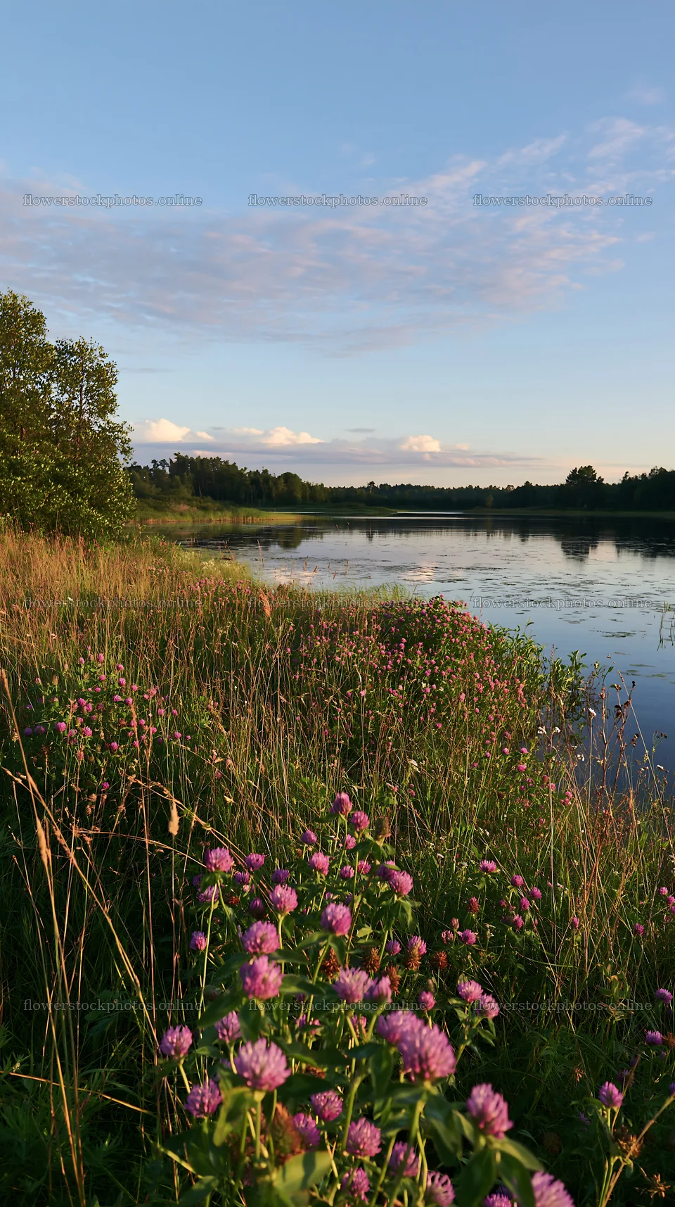 Sunlit lakeside meadow with wildflowers and calm water – flower stock photos 5938x10608