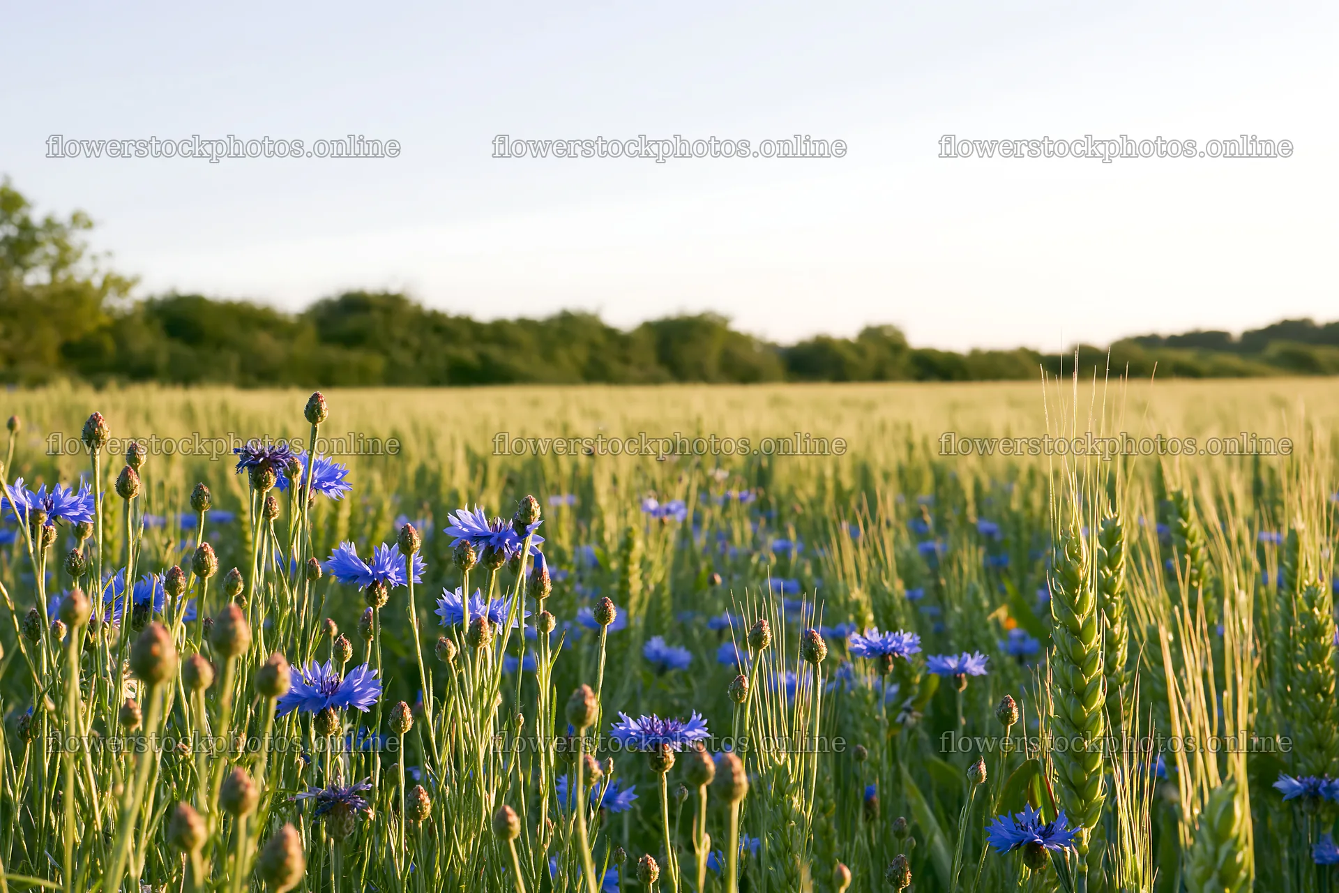 Cornflower meadow website header image – flower stock photos 9722x6480
