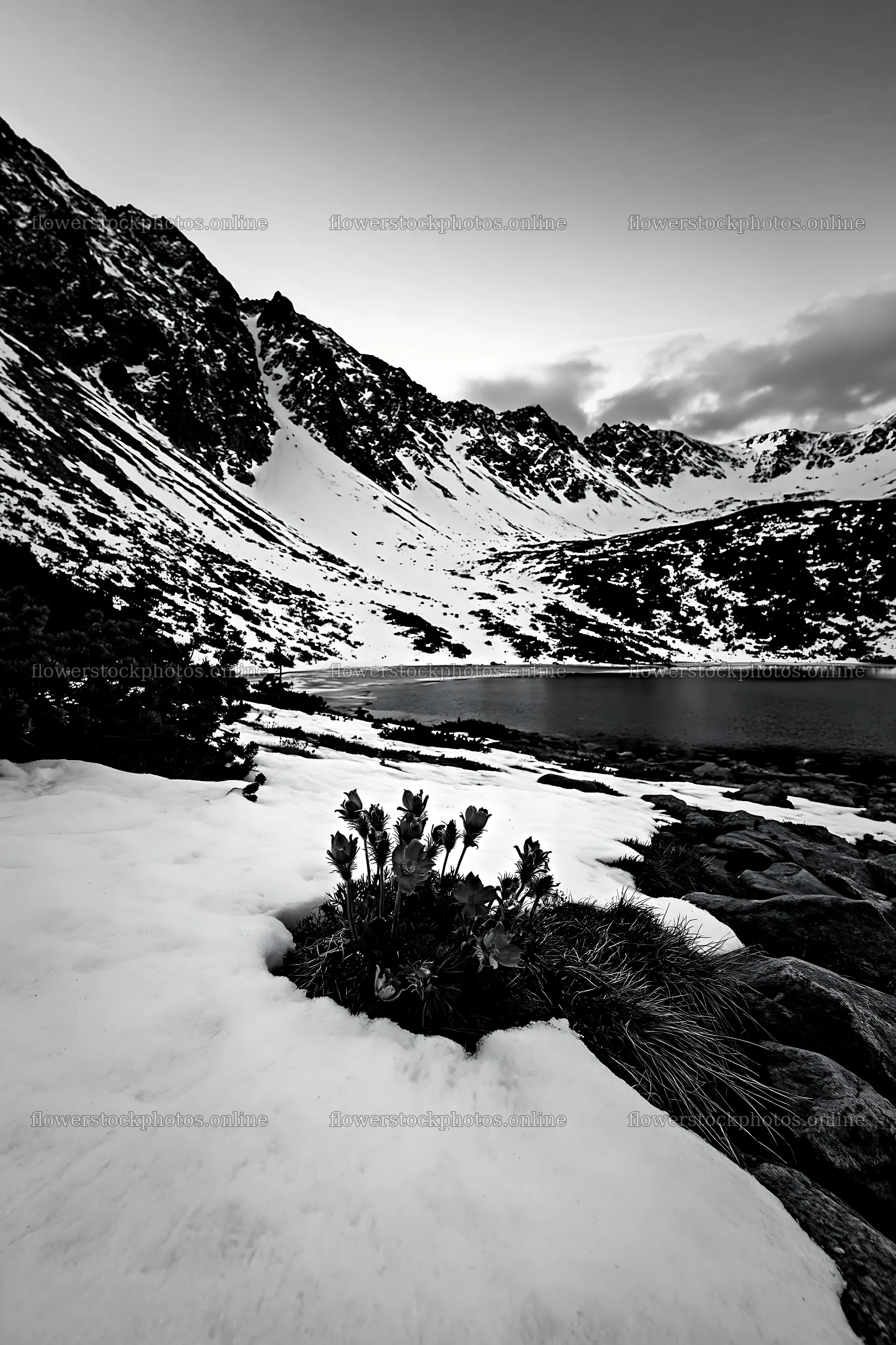 Snowy lakeside meadow with mountains in the background – flower stock photos 6480x9722