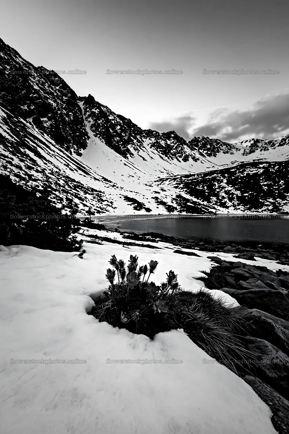 Snowy lakeside meadow with mountains in the background – flower stock photos 6480x9722