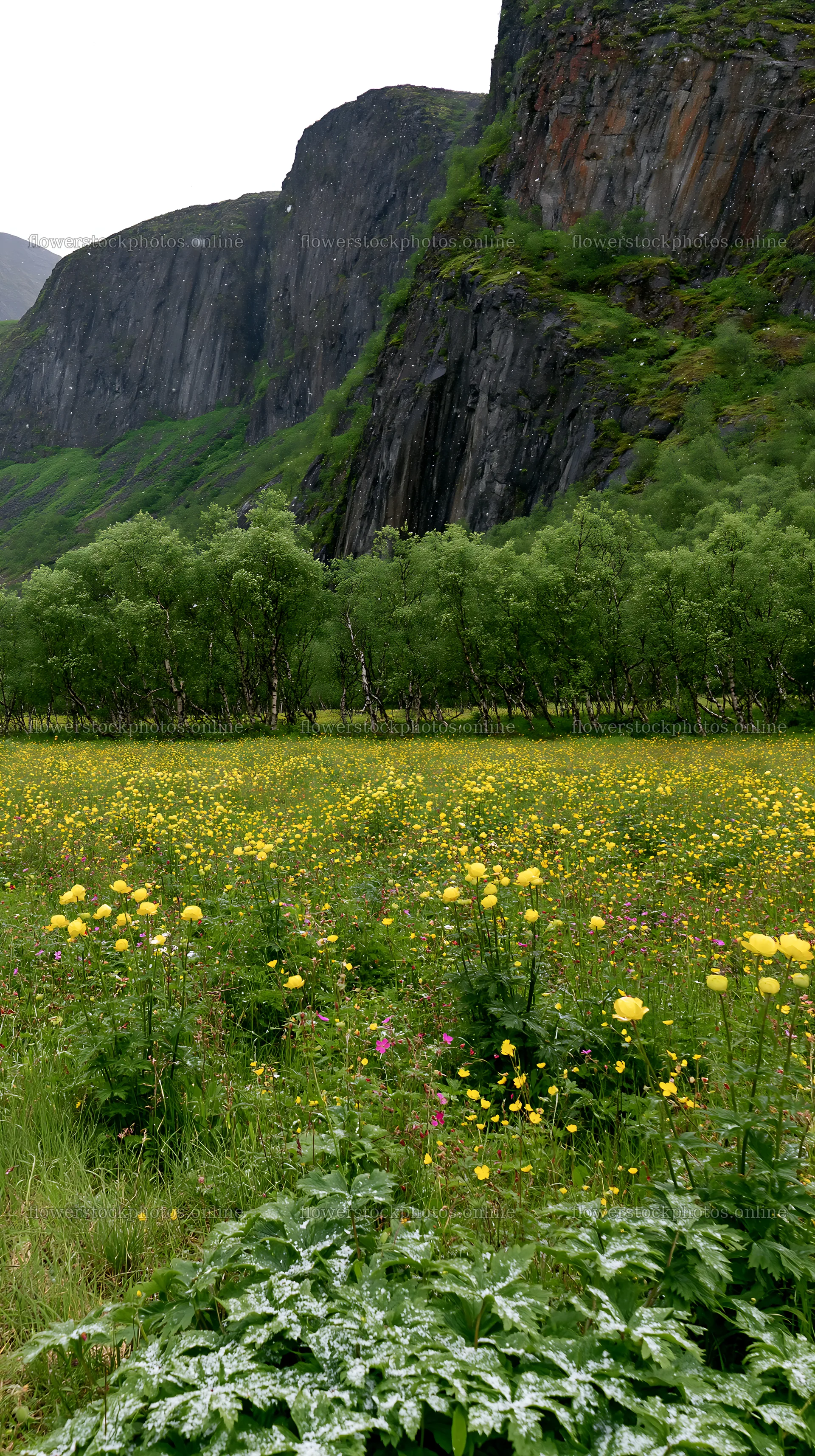 Meadow with yellow flowers under rocky cliffs – flower stock photos 5938x10608