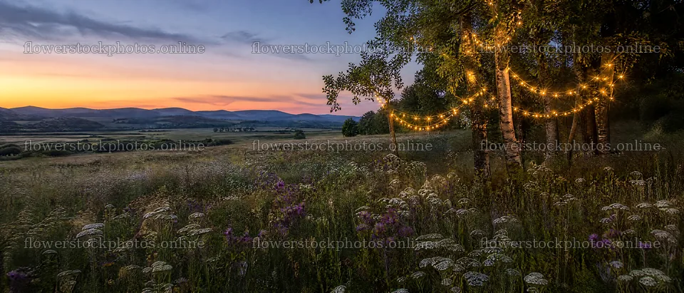 Vibrant Christmas lights glowing in a meadow at dusk – flower stock photos 12124x5196