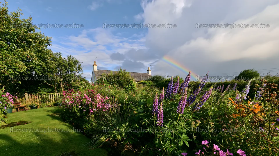 Cottage garden after storm with flowers and rainbow – flower stock photos 10608x5938