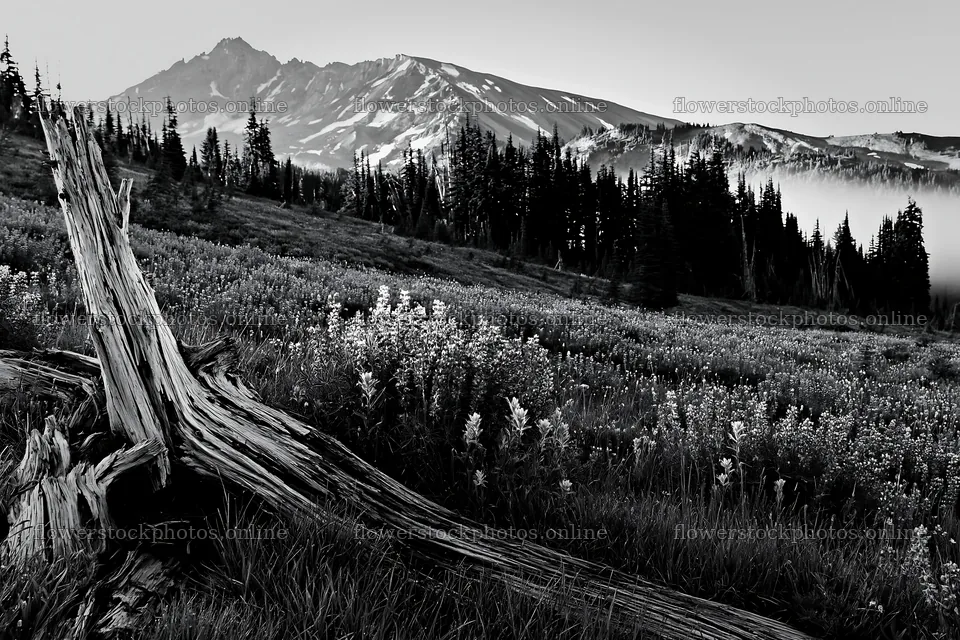 Weathered log in a meadow with mountains in the background – flower stock photos 9722x6480