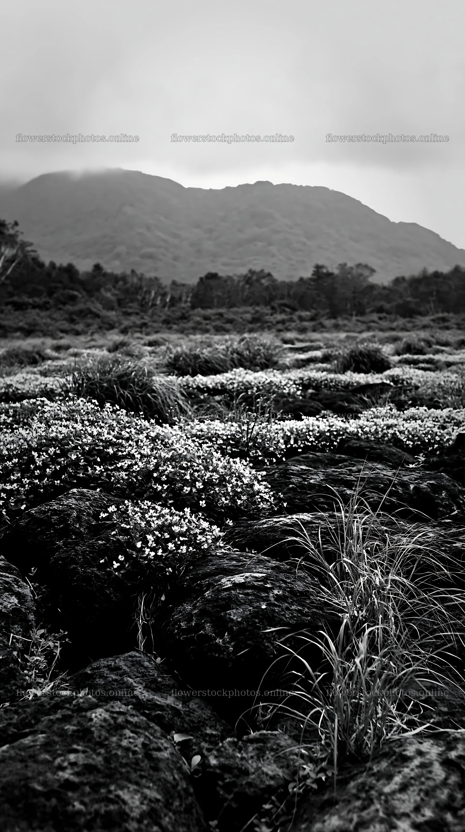 Yamanashi regenerative meadow with basalt stones in bloom – flower stock photos 5938x10608