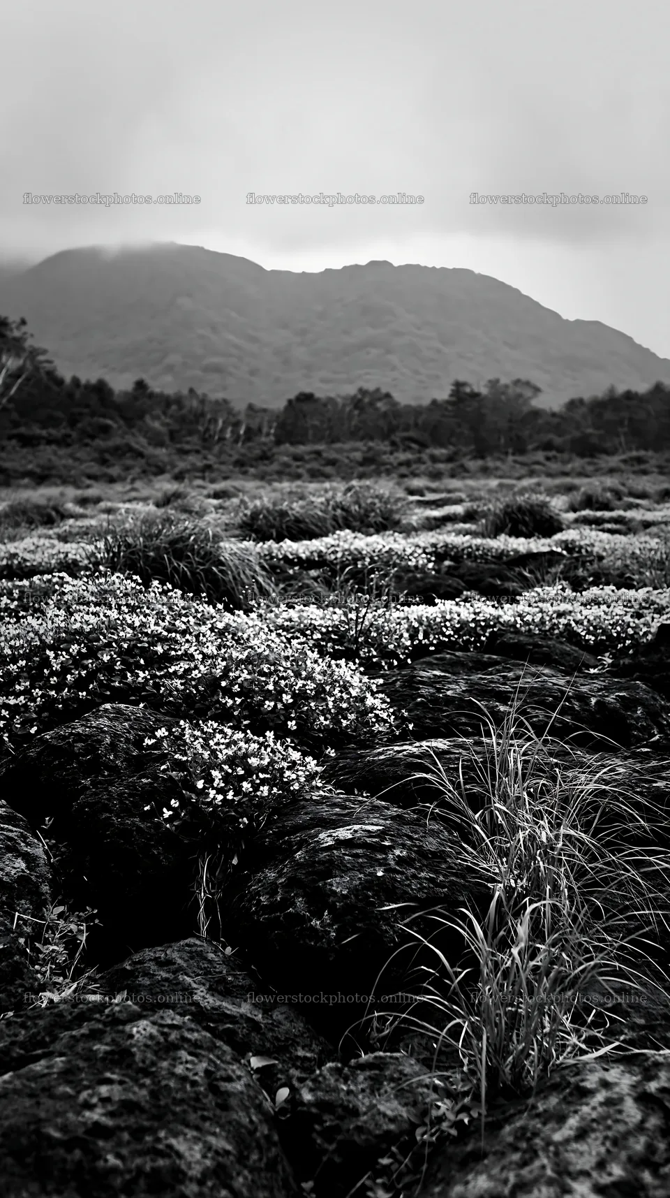 Yamanashi regenerative meadow with basalt stones in bloom – flower stock photos 5938x10608