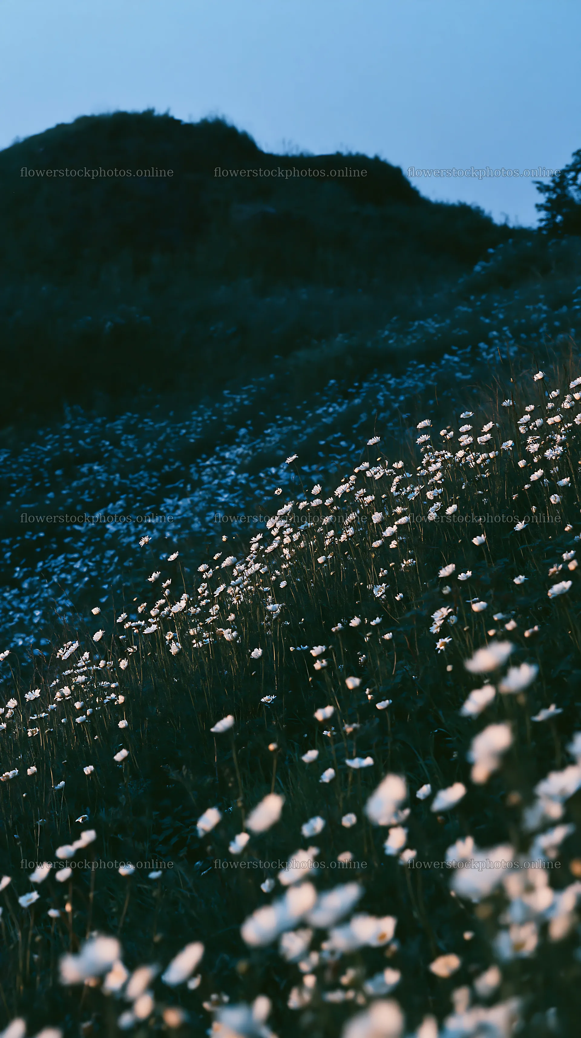 German foothill meadow with flowers at dusk – flower stock photos 5938x10608