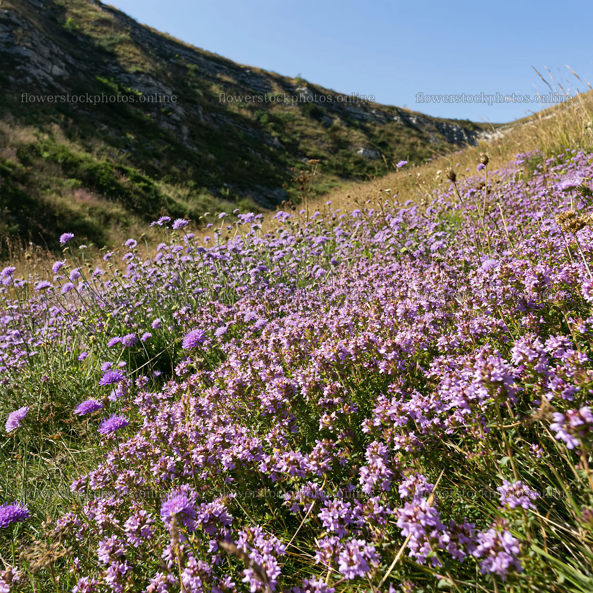 Sunny dry meadow hillside with blooming wildflowers – flower stock photos 7938x7938