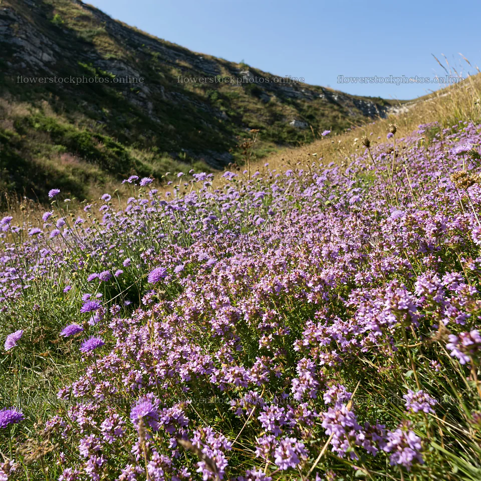 Sunny dry meadow hillside with blooming wildflowers – flower stock photos 7938x7938
