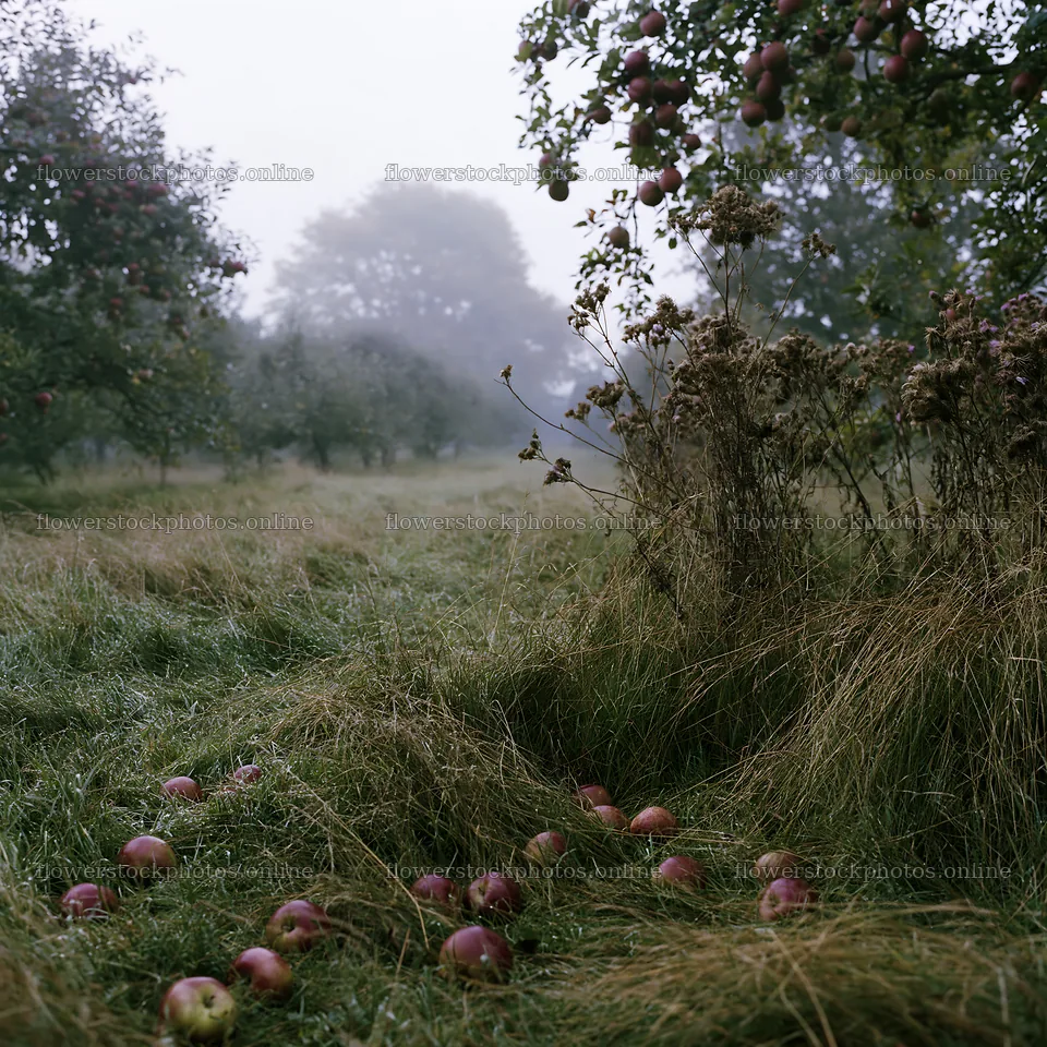 Moody orchard meadow with fallen apples in morning mist – flower stock photos 7938x7938