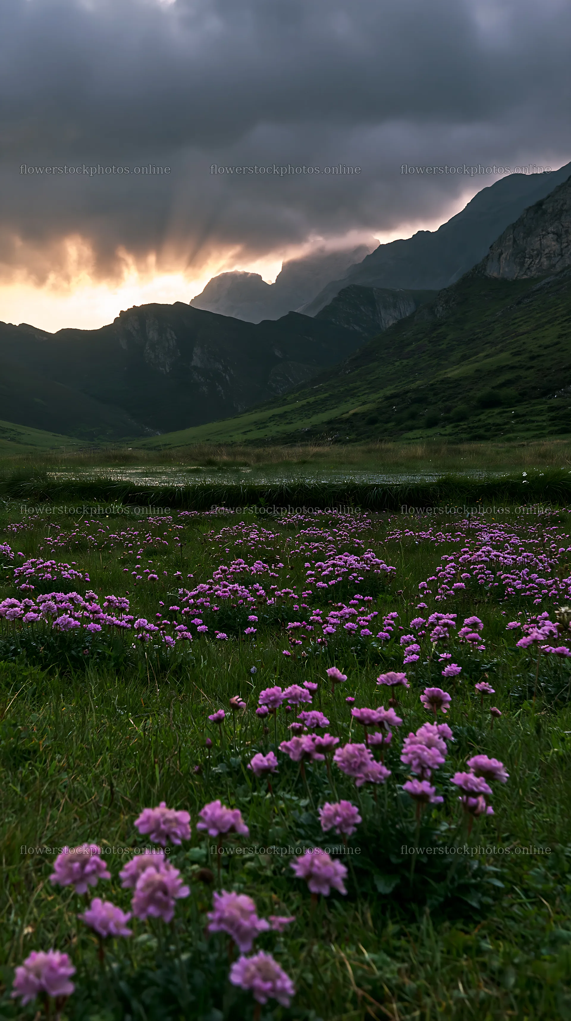 Sunrays over Picos de Europa meadow with wildflowers – flower stock photos 5938x10608