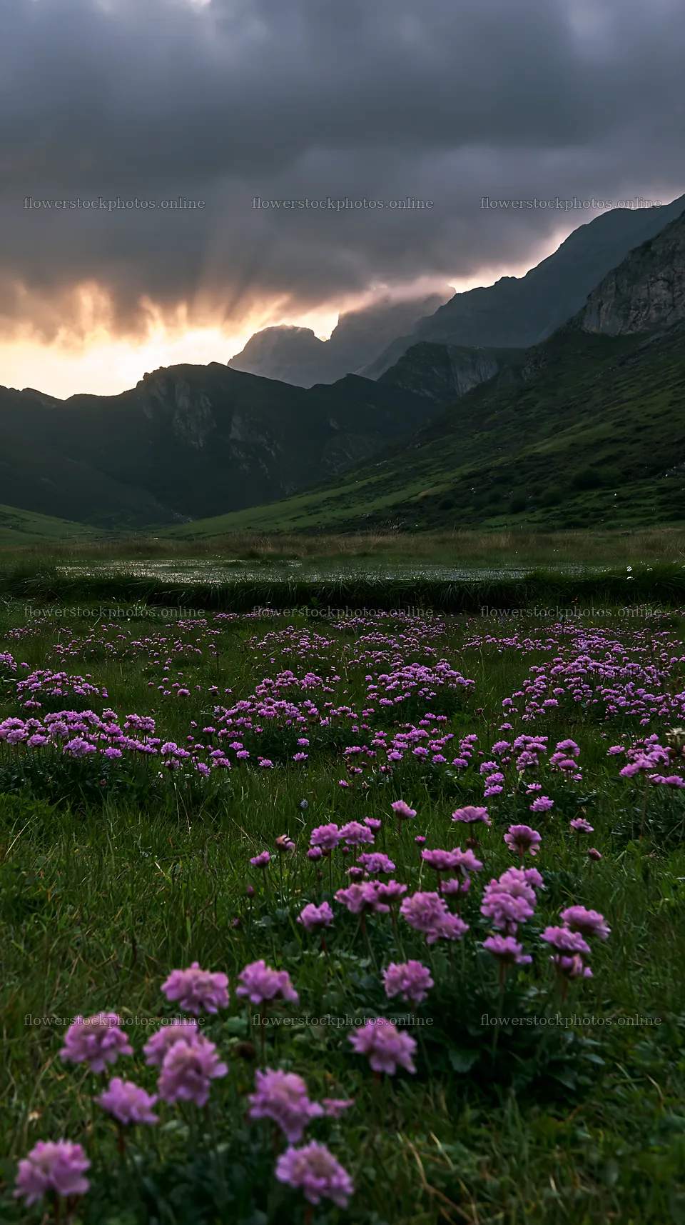 Sunrays over Picos de Europa meadow with wildflowers – flower stock photos 5938x10608