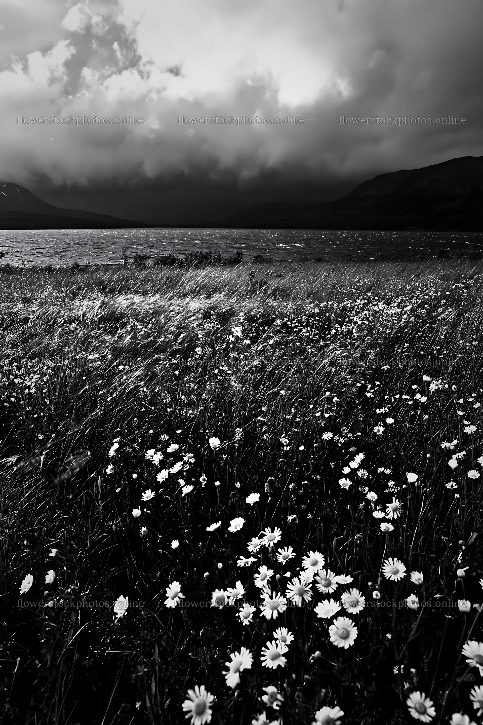 Lakeside meadow with wildflowers under cloudy skies – flower stock photos 6480x9722