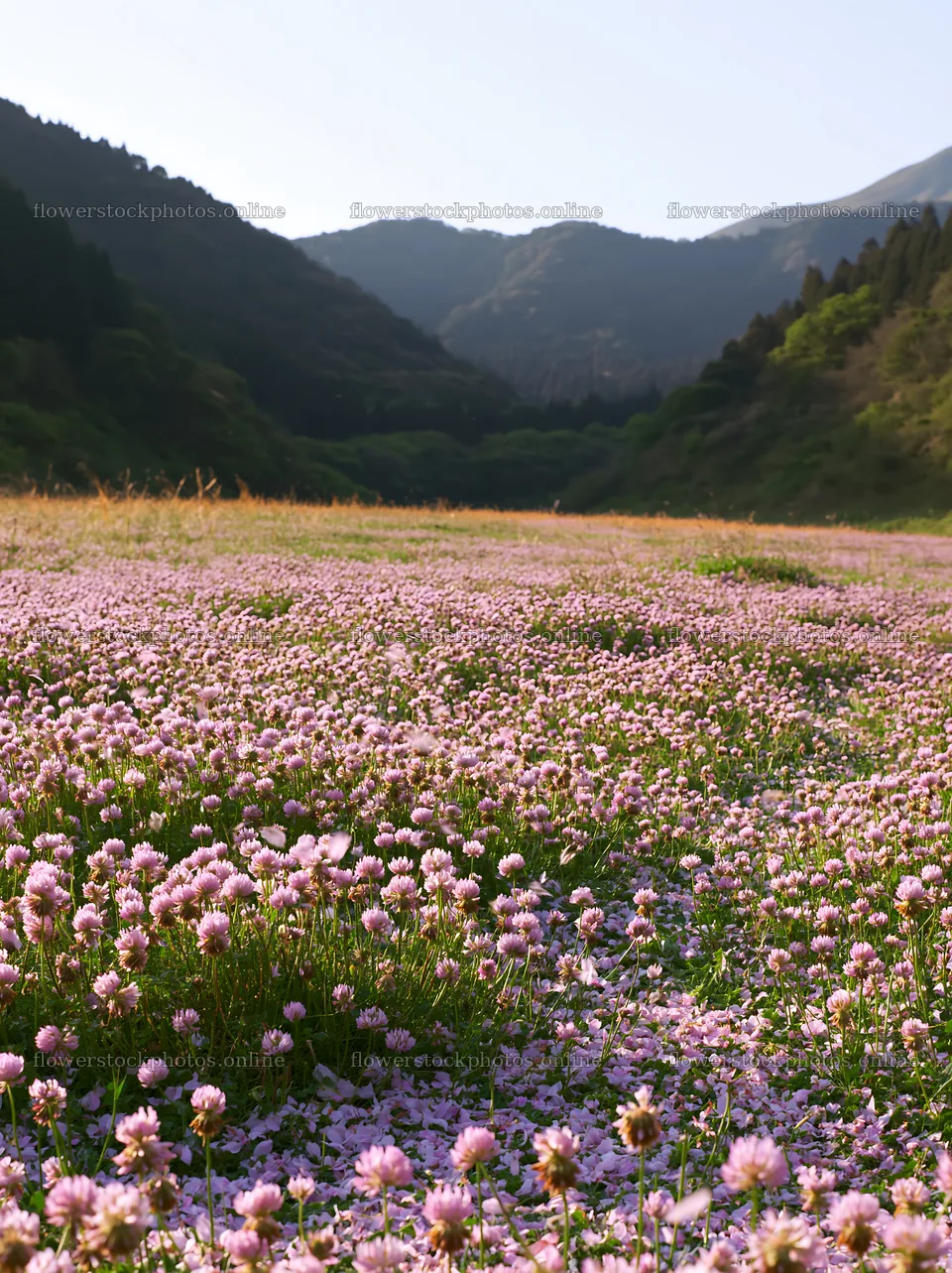 Fukuoka spring meadow with fallen blossoms and mountains – flower stock photos 6866x9174
