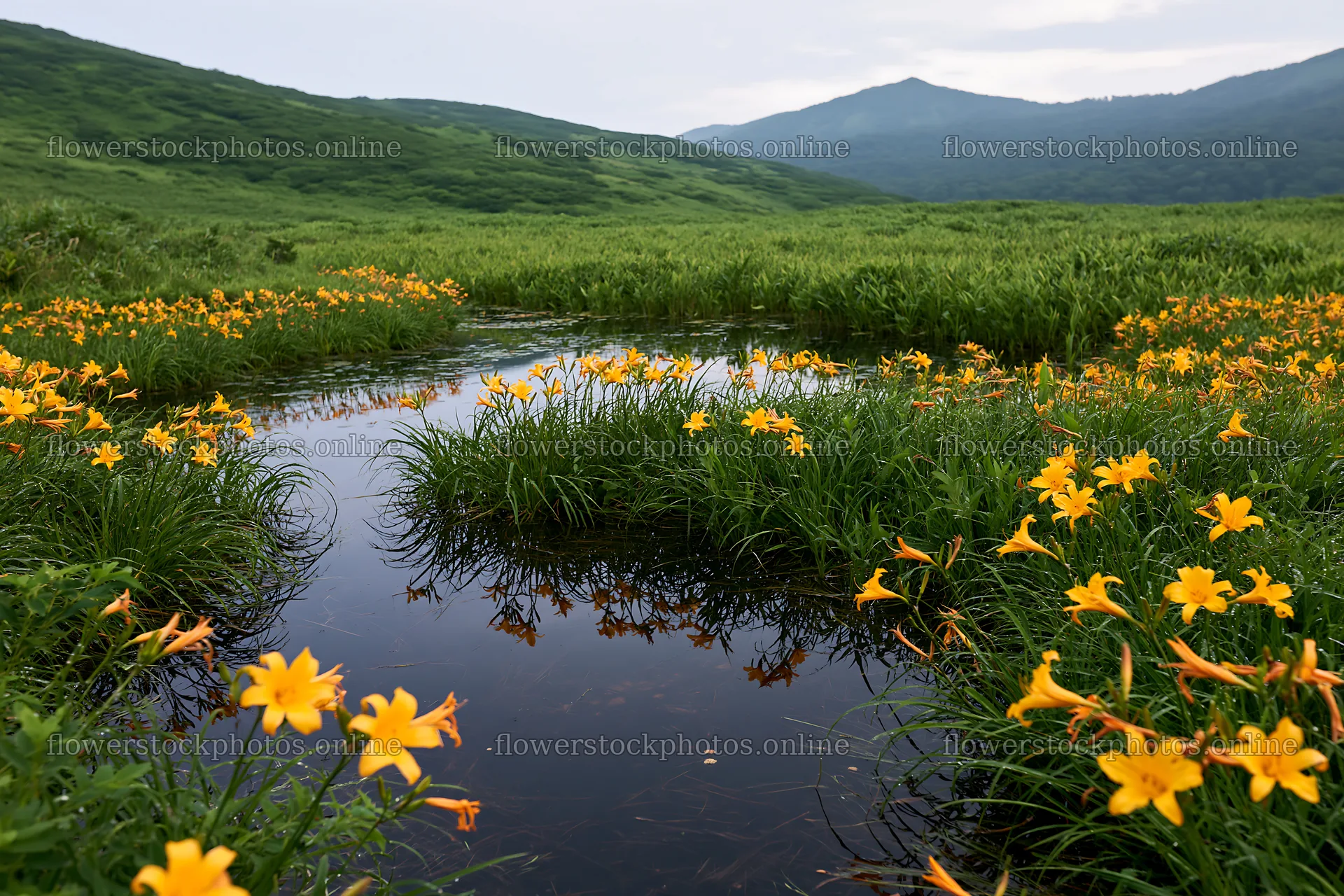 Daylily meadow at Kirigamine highland with a stream – flower stock photos 9722x6480