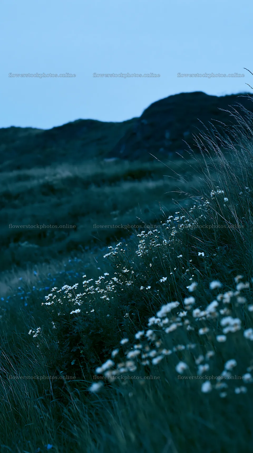 German foothill meadow with flowers at twilight – flower stock photos 5938x10608