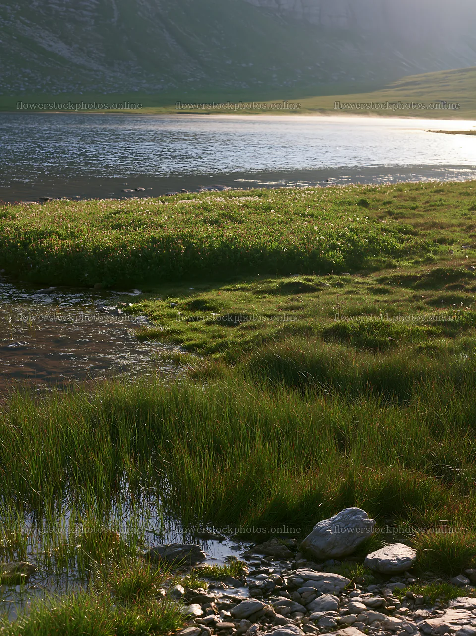 Regenerative meadow near a calm lake at sunset – flower stock photos 6866x9174