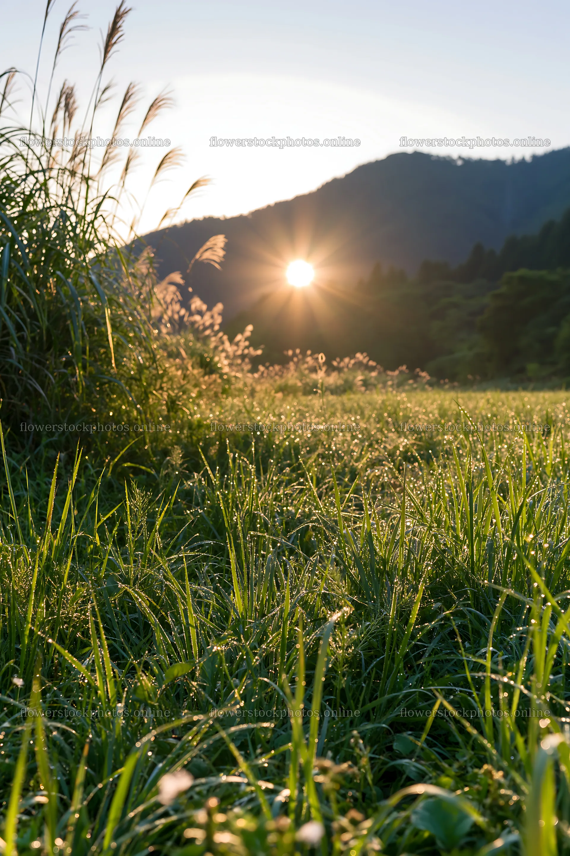 Fukui native grass meadow rain droplets sparkle in morning light – flower stock photos 6480x9722