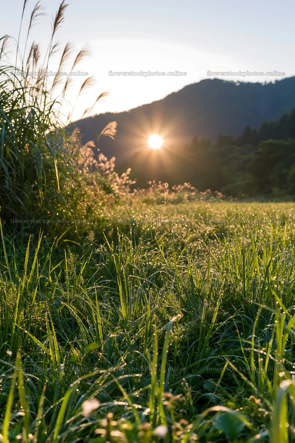 Fukui native grass meadow rain droplets sparkle in morning light – flower stock photos 6480x9722