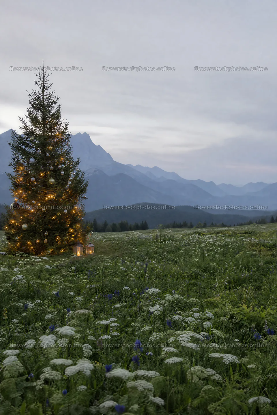 Christmas tree in mountain valley meadow during twilight – flower stock photos 6480x9722