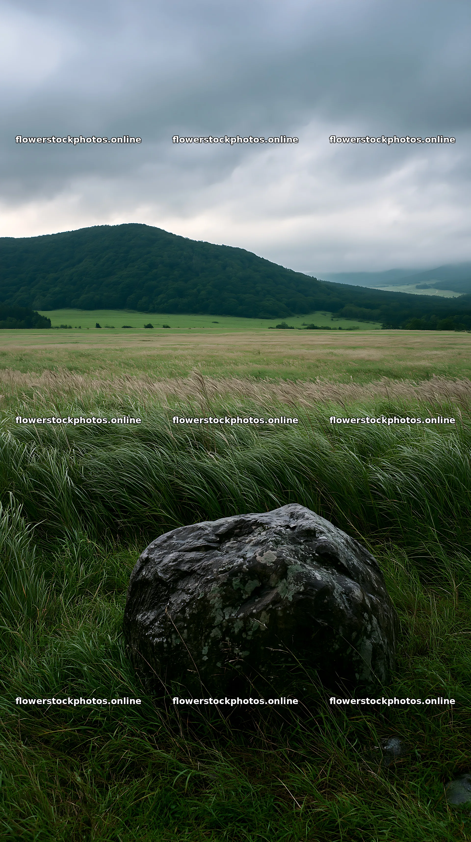 Aomori climate resilient meadow with boulder – flower stock photos 5938x10608