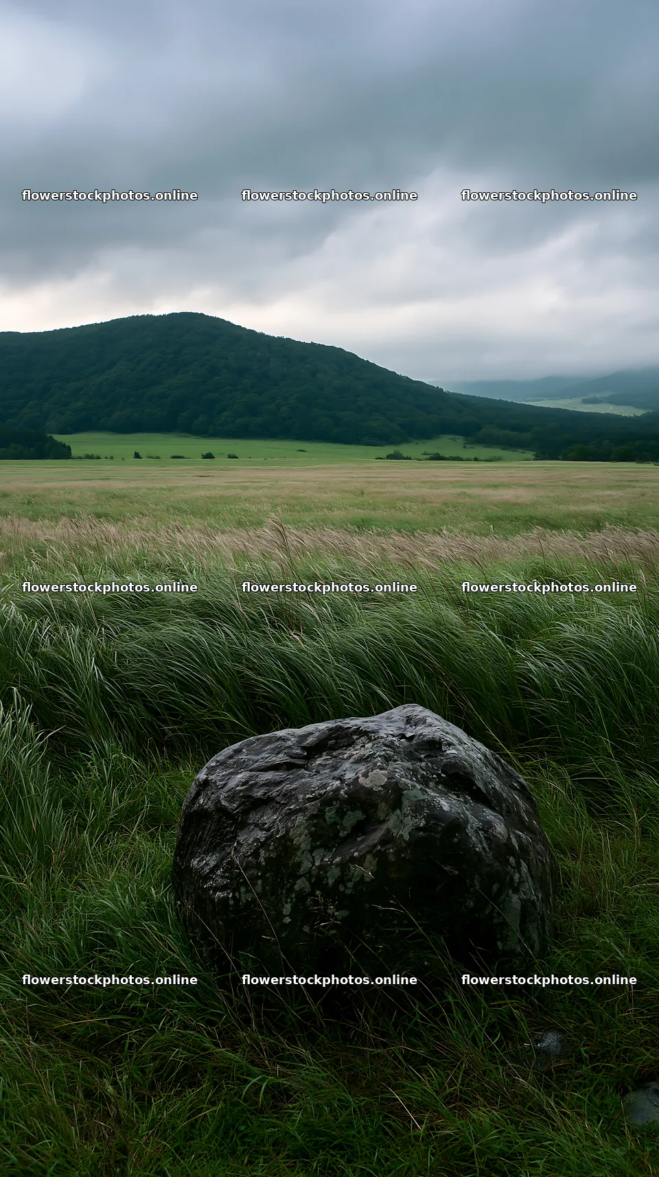 Aomori climate resilient meadow with boulder – flower stock photos 5938x10608