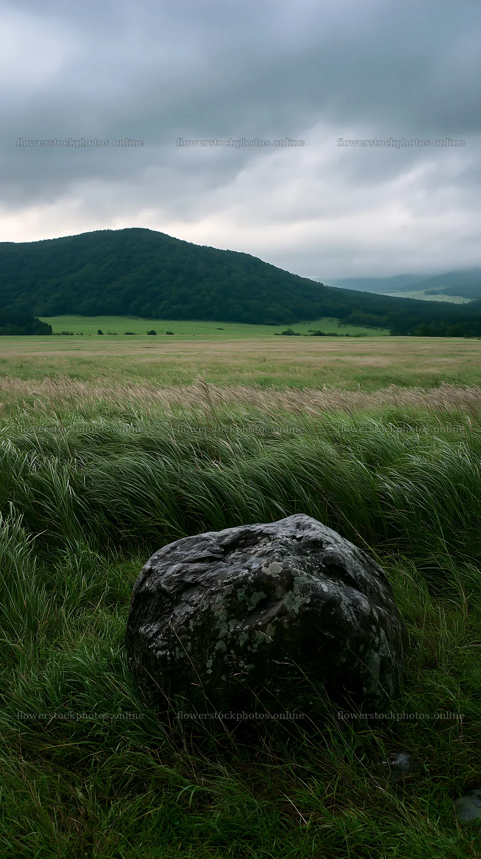 Aomori climate resilient meadow with boulder – flower stock photos 5938x10608