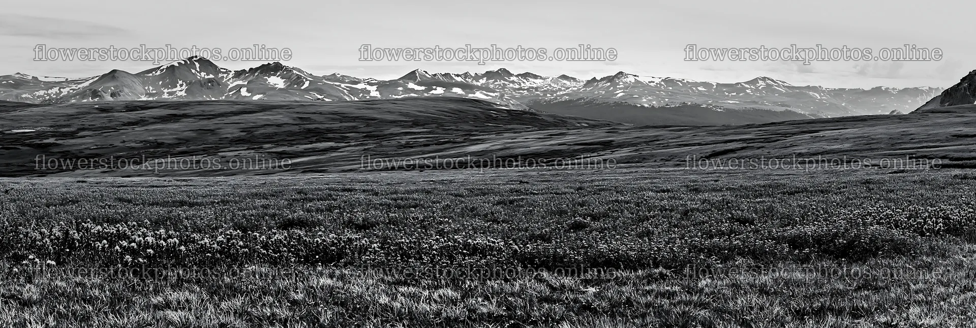 Paintbrush lupine meadow with mountains in the background – flower stock photos 13690x4602