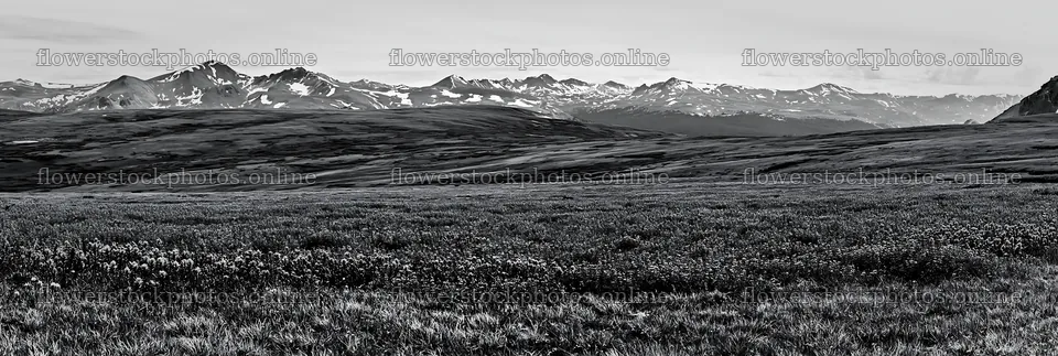 Paintbrush lupine meadow with mountains in the background – flower stock photos 13690x4602