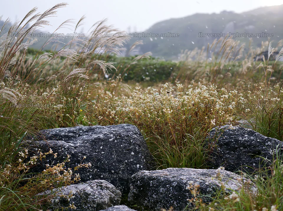 Rewilded Akita silver grass meadow stones – flower stock photos 9174x6866