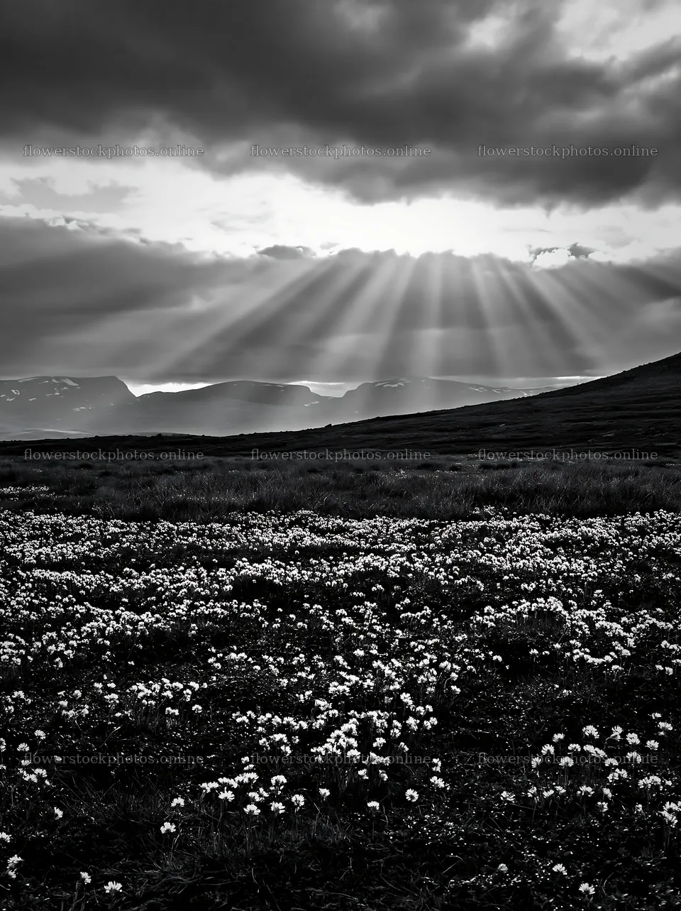Jotunheimen valley meadow sunbeams brighten the landscape – flower stock photos 6866x9174