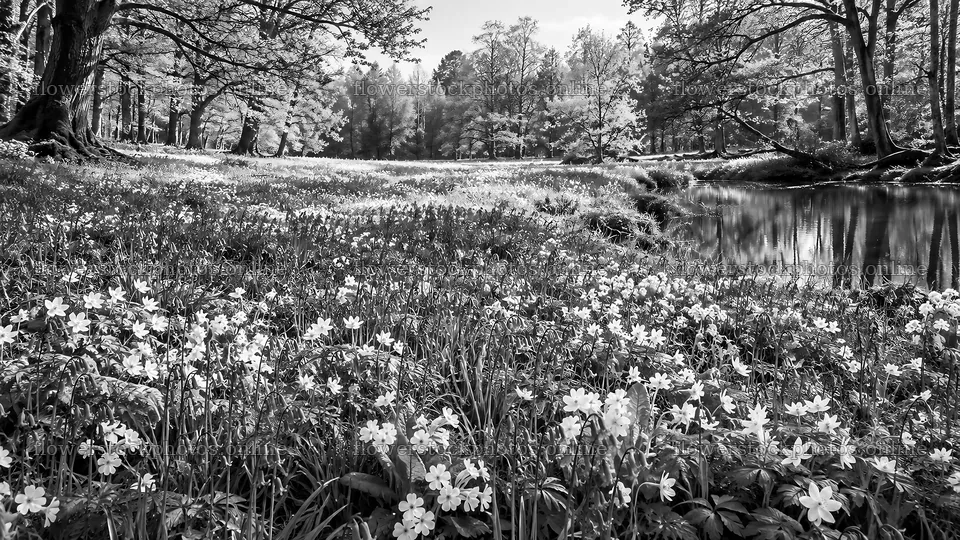 Monochrome Forest Clearing Beside a Pond – flower stock photos 10324x5812