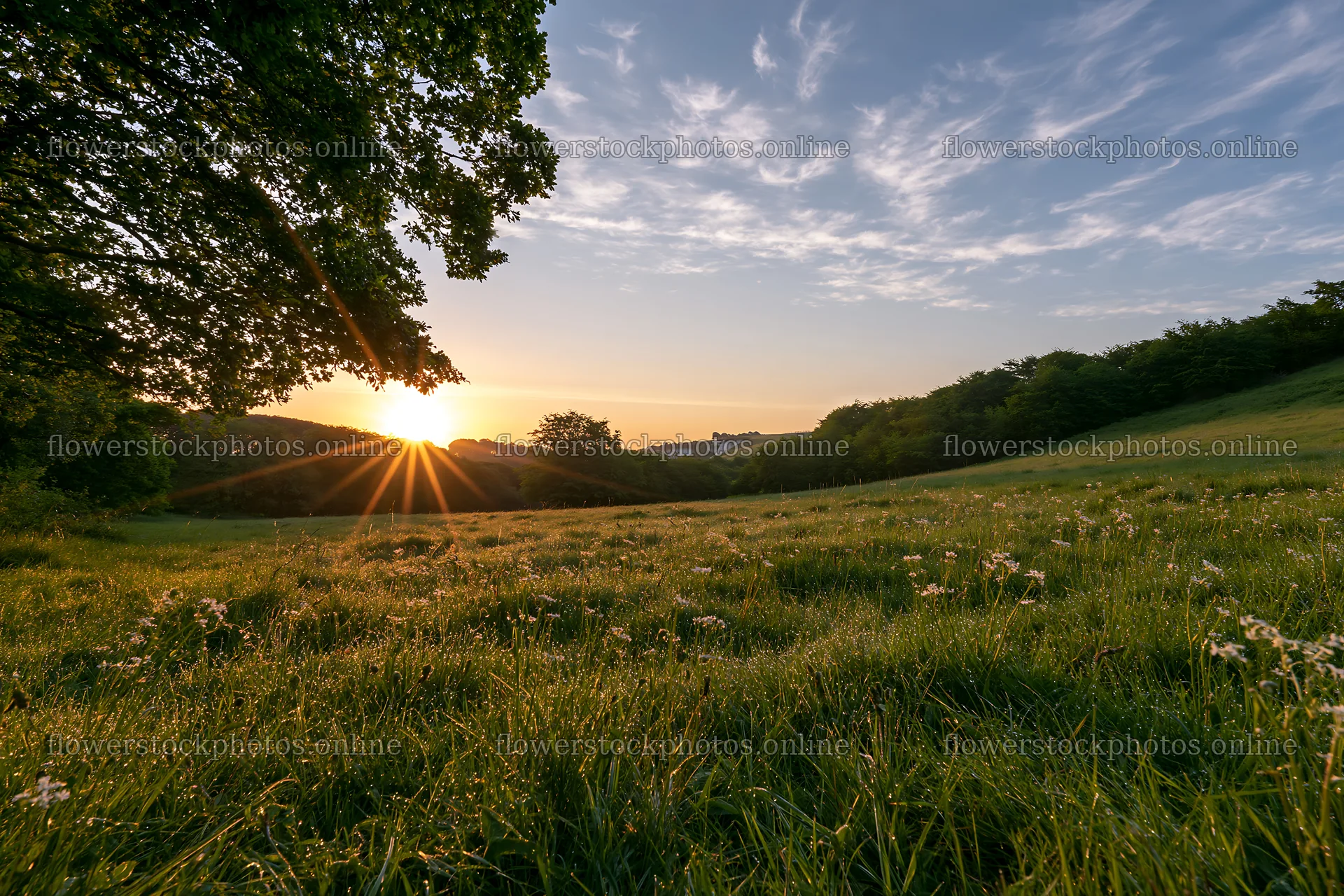 Sunrise over meadow with crepuscular rays and green grass – flower stock photos 9722x6480