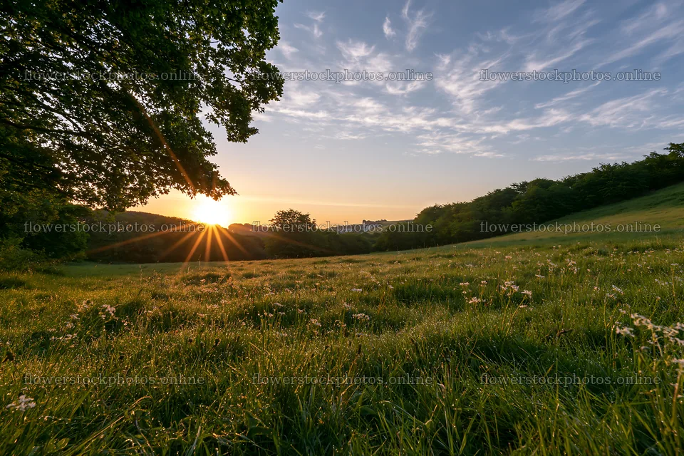 Sunrise over meadow with crepuscular rays and green grass – flower stock photos 9722x6480