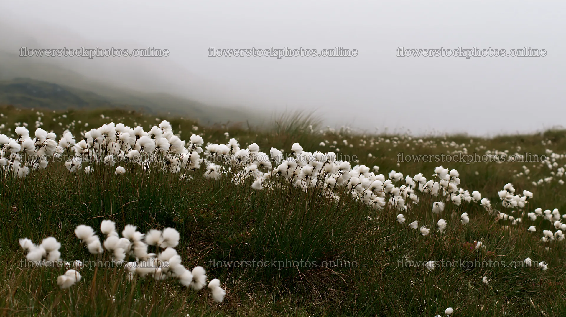 Meadow with seedheads in misty landscape – flower stock photos 10608x5938