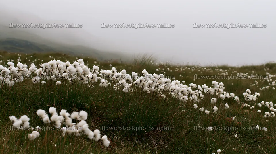 Meadow with seedheads in misty landscape – flower stock photos 10608x5938