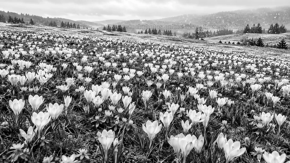 Monochrome Spring Bulbs in a Mountain Meadow – flower stock photos 10324x5812