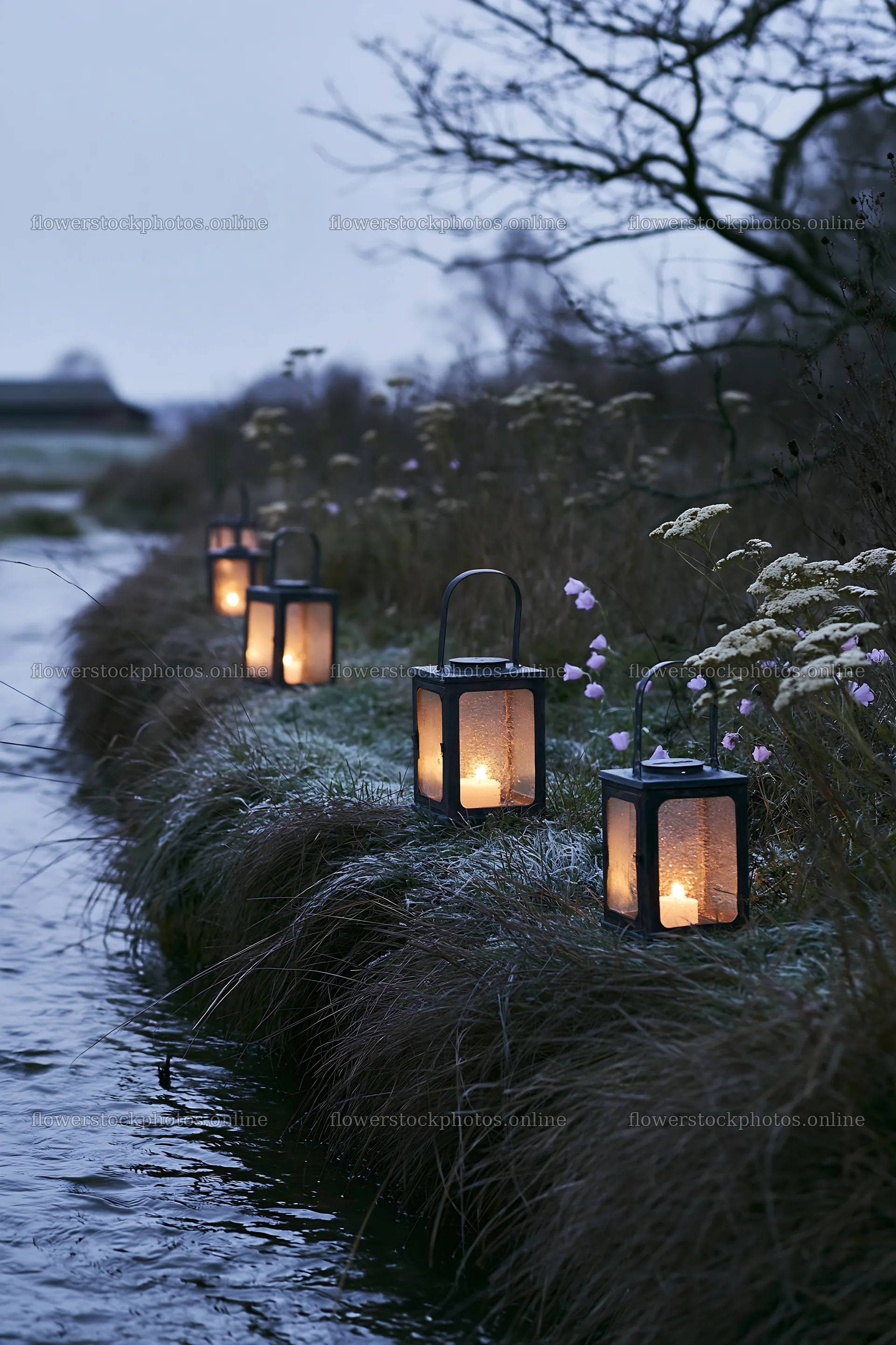 Christmas lanterns at dusk beside stream in meadow – flower stock photos 6480x9722