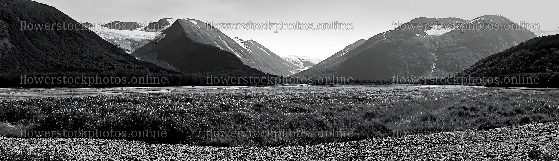 Regenerative meadow in mountainous landscape with glaciers – flower stock photos 14762x4268
