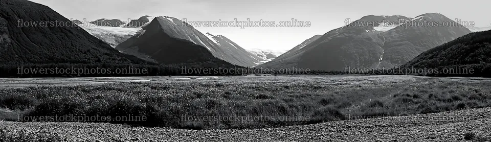 Regenerative meadow in mountainous landscape with glaciers – flower stock photos 14762x4268