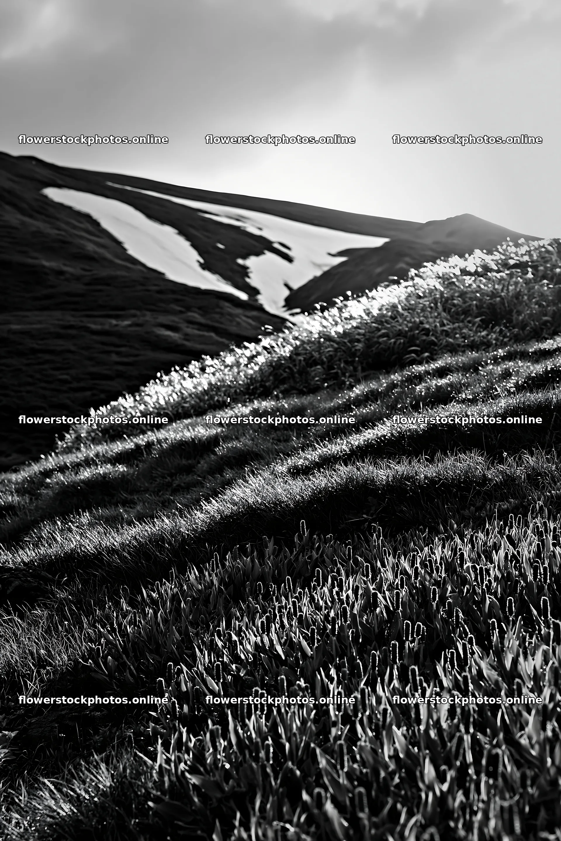 Akita snowmelt meadow with silver grasses in sunny setting – flower stock photos 6480x9722