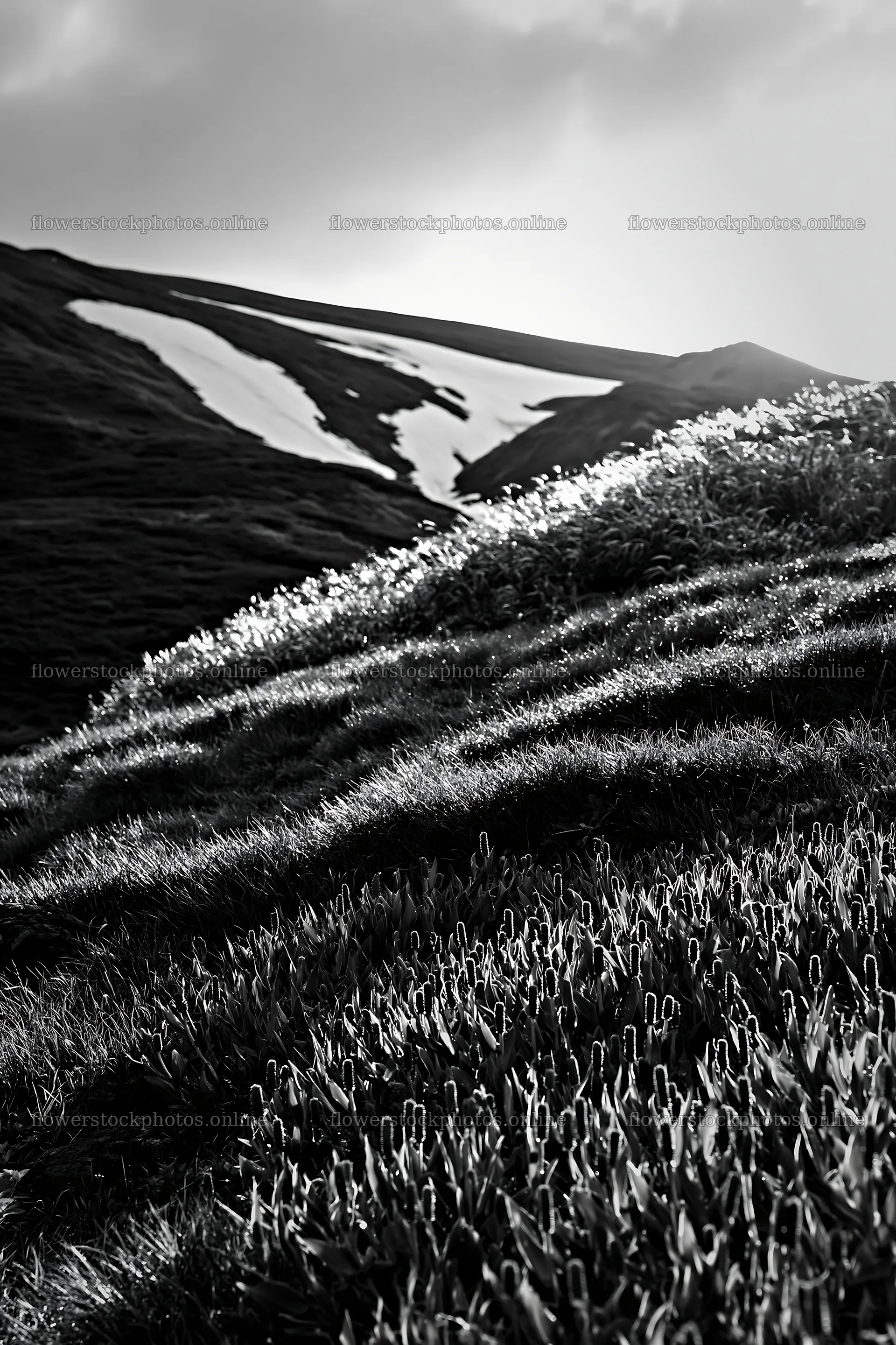 Akita snowmelt meadow with silver grasses in sunny setting – flower stock photos 6480x9722