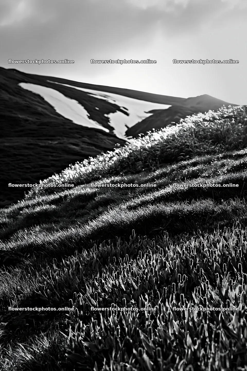 Akita snowmelt meadow with silver grasses in sunny setting – flower stock photos 6480x9722